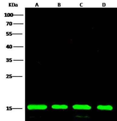 Western Blot: Peroxiredoxin 5 Antibody (002) [NBP2-89862]