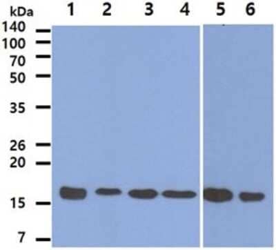 Western Blot: Peroxiredoxin 5 Antibody (6A10)BSA Free [NBP2-59388]