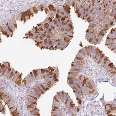Immunohistochemistry-Paraffin: Peroxiredoxin 5 Antibody [NBP2-38370]