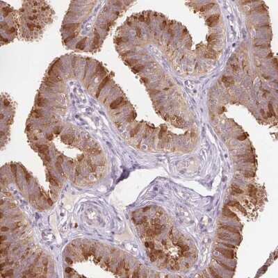Immunohistochemistry-Paraffin: Peroxiredoxin 5 Antibody [NBP2-38371]