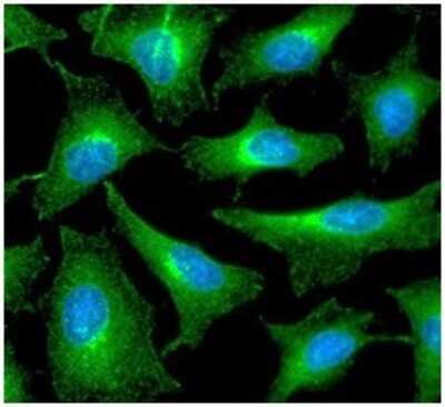 Immunocytochemistry/ Immunofluorescence: Peroxiredoxin 6 Antibody (22E7) - BSA Free [NBP2-59436]