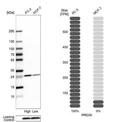 Western Blot: Peroxiredoxin 6 Antibody [NBP1-90332]