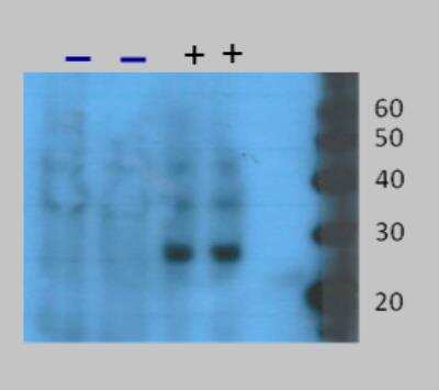 Western Blot: Peroxiredoxin, bacteria-like protein Antibody (V71)BSA Free [NBP2-59672]