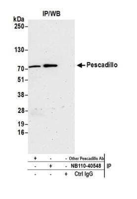Immunoprecipitation: Pescadillo Antibody [NB110-40548]