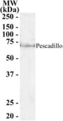 Western Blot: Pescadillo Antibody [NB100-1258]