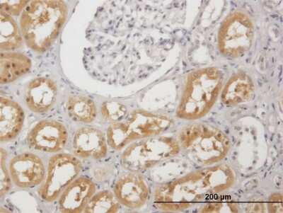Immunohistochemistry-Paraffin: Phenylalanine Hydroxylase Antibody [H00005053-B01P]