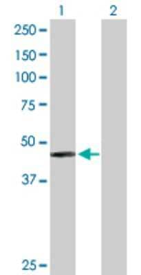 Western Blot: Phenylalanine Hydroxylase Antibody [H00005053-D01P]