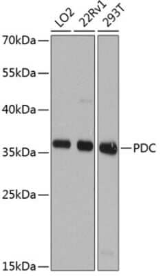 Western Blot: Phosducin AntibodyBSA Free [NBP2-94660]