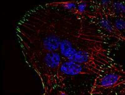 Immunocytochemistry/ Immunofluorescence: Phospho-Tyrosine Antibody (P-TYR-01) - BSA Free [NB500-335]