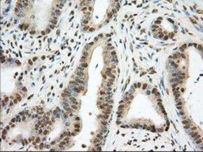 Immunohistochemistry-Paraffin: Phosphodiesterase 4A/PDE4A Antibody (OTI1C8) [NBP2-02559]