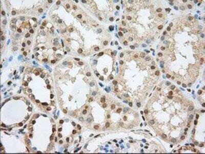 Immunohistochemistry-Paraffin: Phosphodiesterase 4A/PDE4A Antibody (OTI1C8) [NBP2-02559]