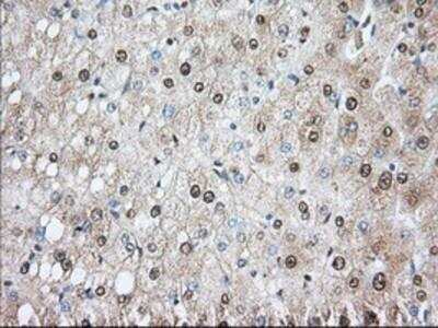Immunohistochemistry-Paraffin: Phosphodiesterase 4A/PDE4A Antibody (OTI1C8) [NBP2-02559]