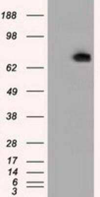 Western Blot: Phosphodiesterase 4A/PDE4A Antibody (OTI1C8) [NBP2-02559]