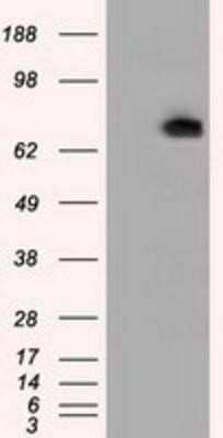 Western Blot: Phosphodiesterase 4A/PDE4A Antibody (OTI1C8)Azide and BSA Free [NBP2-73376]