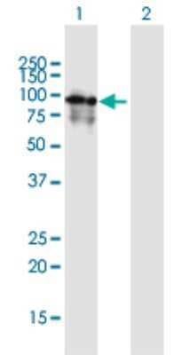 Western Blot: Phosphodiesterase 4A/PDE4A Antibody [H00005141-B01P]