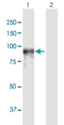 Western Blot: Phosphodiesterase 4A/PDE4A Antibody [H00005141-D01P]