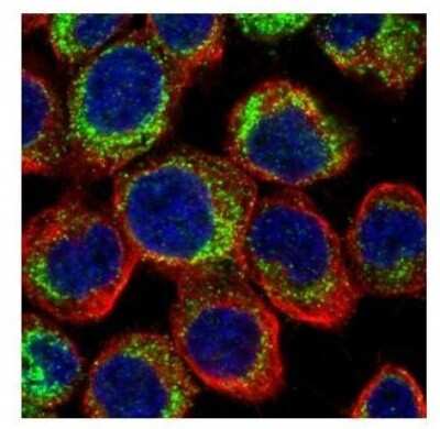 Immunocytochemistry/ Immunofluorescence: Phosphodiesterase 4D Antibody [NBP1-31131]