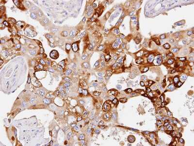 Immunohistochemistry-Paraffin: Phosphodiesterase 4D Antibody [NBP1-31131]