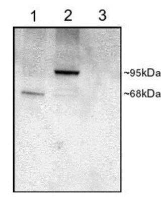 Western Blot: Phosphodiesterase 4D Antibody [NB100-2462]