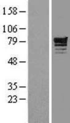 Western Blot: Phosphodiesterase 4D Overexpression Lysate [NBL1-14223]