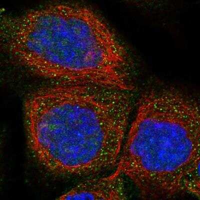 Immunocytochemistry/ Immunofluorescence: Phospholemman Antibody [NBP1-87263]