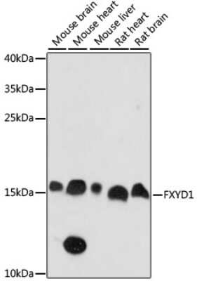 Western Blot: Phospholemman AntibodyAzide and BSA Free [NBP2-95165]