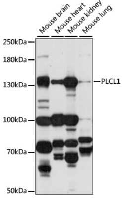 Western Blot: Phospholipase C like 1 AntibodyAzide and BSA Free [NBP2-94627]