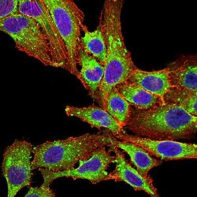 Immunocytochemistry/ Immunofluorescence: Phospholipase D2 Antibody (7E4D9) - BSA Free [NBP2-61784]