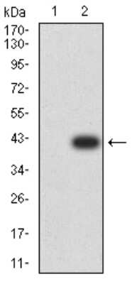 Western Blot: Phospholipase D2 Antibody (8G1G2)BSA Free [NBP2-61785]