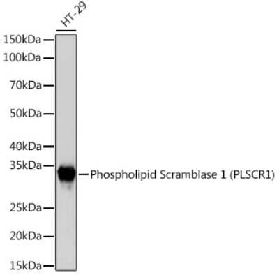 Western Blot: Phospholipid Scramblase 1/PLSCR1 Antibody (5U6G1) [NBP3-16183]