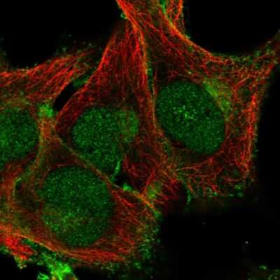 Immunocytochemistry/ Immunofluorescence: Phospholipid Scramblase 1/PLSCR1 Antibody [NBP2-56521]