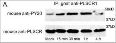 Western Blot: Phospholipid Scramblase 1/PLSCR1 Antibody [NBP1-32588]