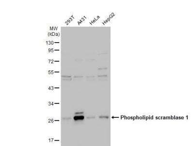 Western Blot: Phospholipid Scramblase 1/PLSCR1 Antibody [NBP1-32588]