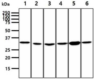 Western Blot: Phosphopantothenate-cysteine ligase Antibody (10D11)BSA Free [NBP2-59481]