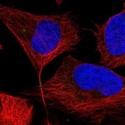 Immunocytochemistry/ Immunofluorescence: Phosphoribosyl Pyrophosphate Amidotransferase Antibody [NBP2-38279]