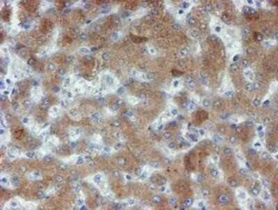 Immunohistochemistry: Phosphoribosyl Pyrophosphate Amidotransferase Antibody (OTI1B8) - Azide and BSA Free [NBP2-73394]