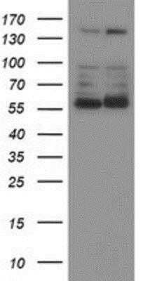 Western Blot: Phosphoribosyl Pyrophosphate Amidotransferase Antibody (OTI1B8)Azide and BSA Free [NBP2-73394]