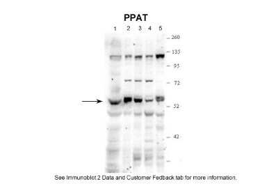 Western Blot: Phosphoribosyl Pyrophosphate Amidotransferase Antibody [NBP1-52964]