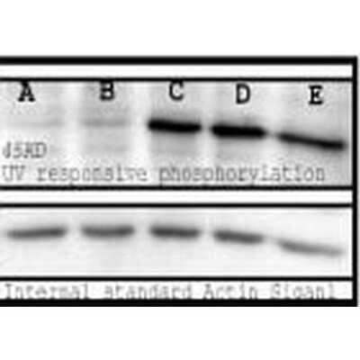 Western Blot: Phosphoserine Antibody [NB100-1953]