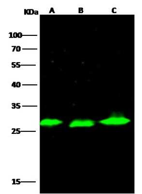 Western Blot: Phosphoserine phosphatase Antibody (001) [NBP2-90222]