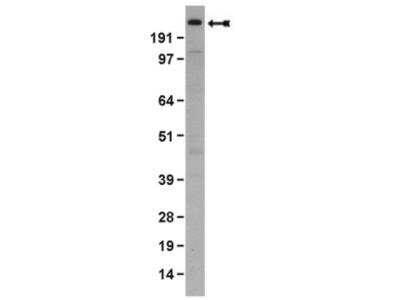 Western Blot: Piccolo Antibody (4G3.3) [NBP2-29749]