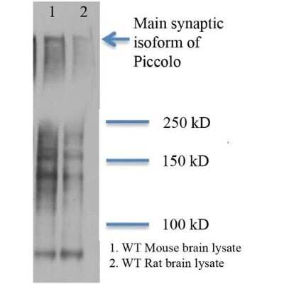 Western Blot: Piccolo Antibody (6H9-B6) [NBP1-49453]