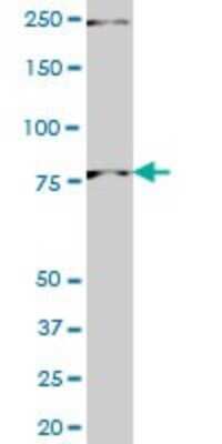 Western Blot: Pinin Antibody (2B4) [H00005411-M01]