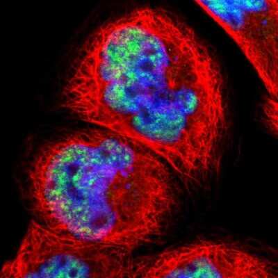 Immunocytochemistry/ Immunofluorescence: Pinin Antibody [NBP1-87784]