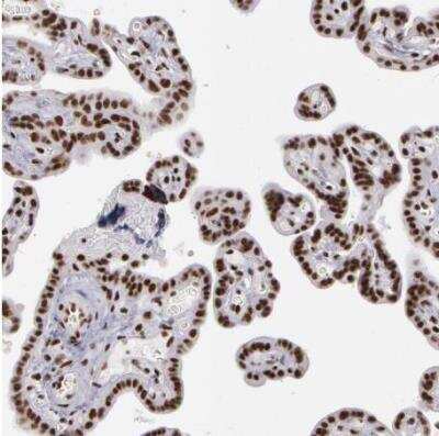 Immunohistochemistry-Paraffin: Pinin Antibody [NBP1-87784]