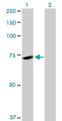 Western Blot: Pinin Antibody [H00005411-D01P]