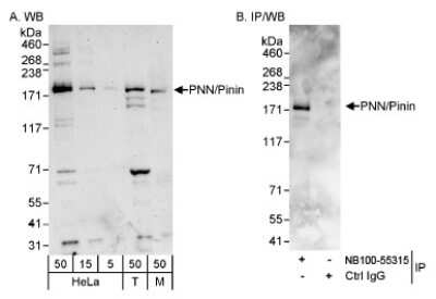 Western Blot: Pinin Antibody [NB100-55315]