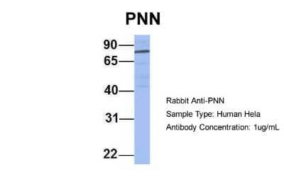 Western Blot: Pinin Antibody [NBP1-59136]