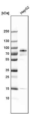 Western Blot: Pinin Antibody [NBP1-87784]