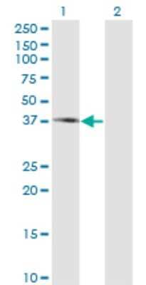 Western Blot: Pipecolic acid oxidase Antibody (3D1) [H00051268-M10]